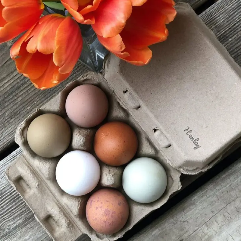 Henlay Blank Half-Dozen Egg Cartons – Flat-Top Design, 2 Colors, Pack Sizes Available 1