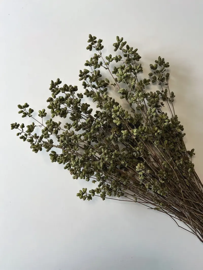Italian Oregano – Dried Culinary Herb 1