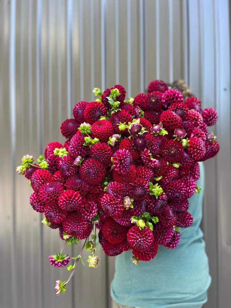 Ivanetti Dahlia Tubers For Planting 1