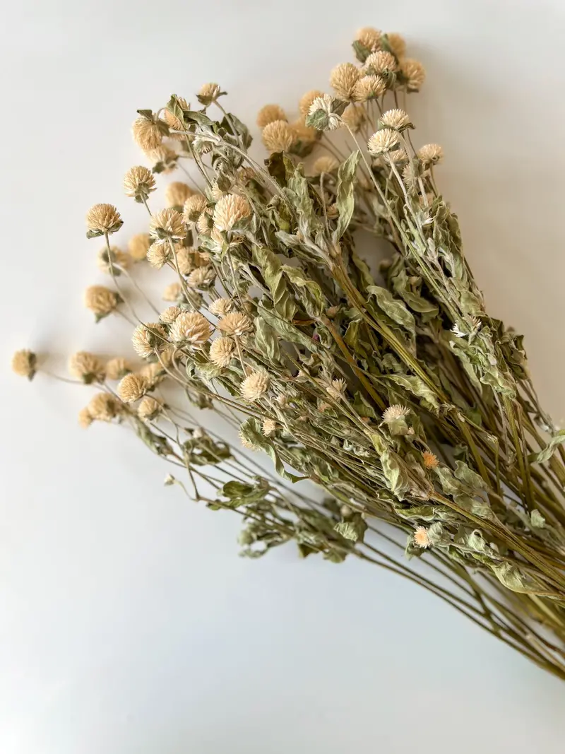Ivory Gomphrena – Dried Flower Heads For Arrangements 1
