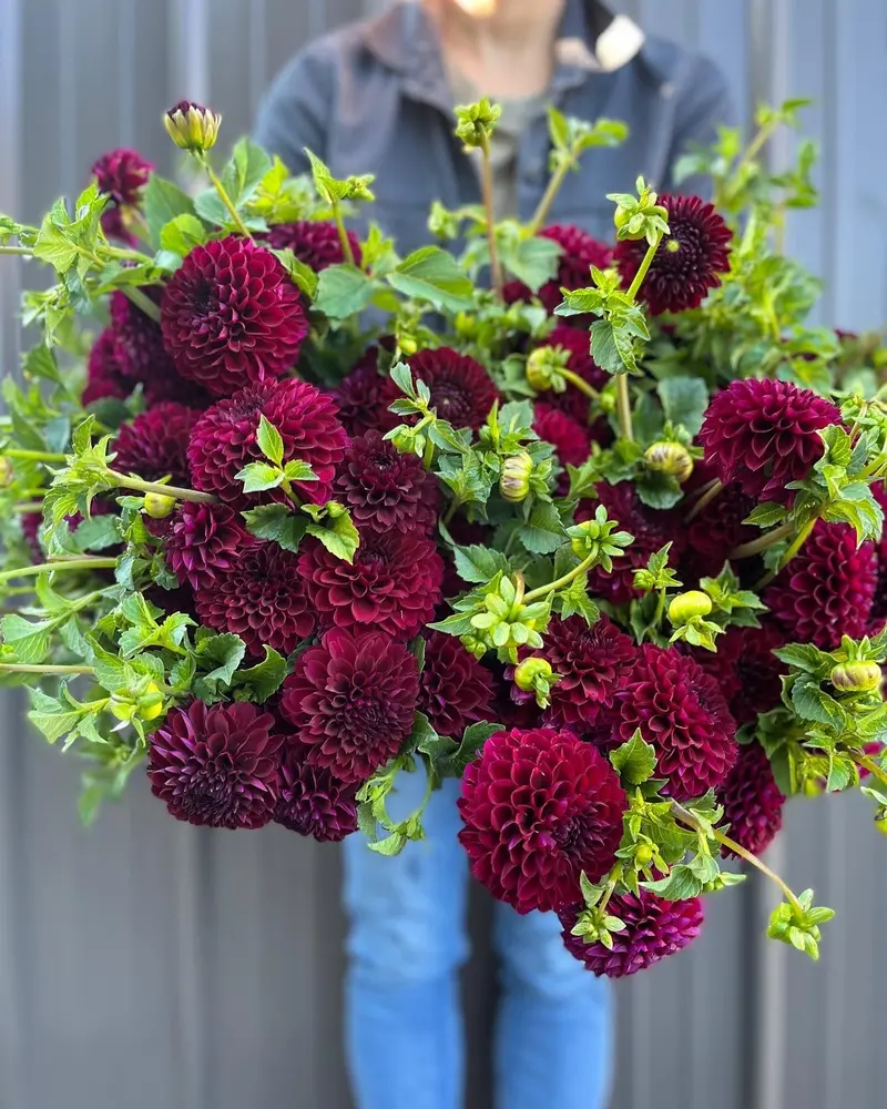 Jessie G Dahlia Tubers – Vibrant Magenta With Ruffled Petals 1