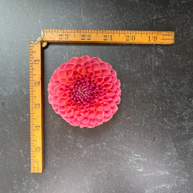 Jowey Winnie Dahlia – 3 Rooted Cuttings 1