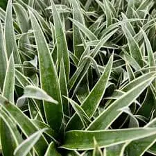 Juicy Pineapple Plant (Ananas Comosus) – Ready-To-Fruit Tropical Houseplant Or Outdoor Specimen 1