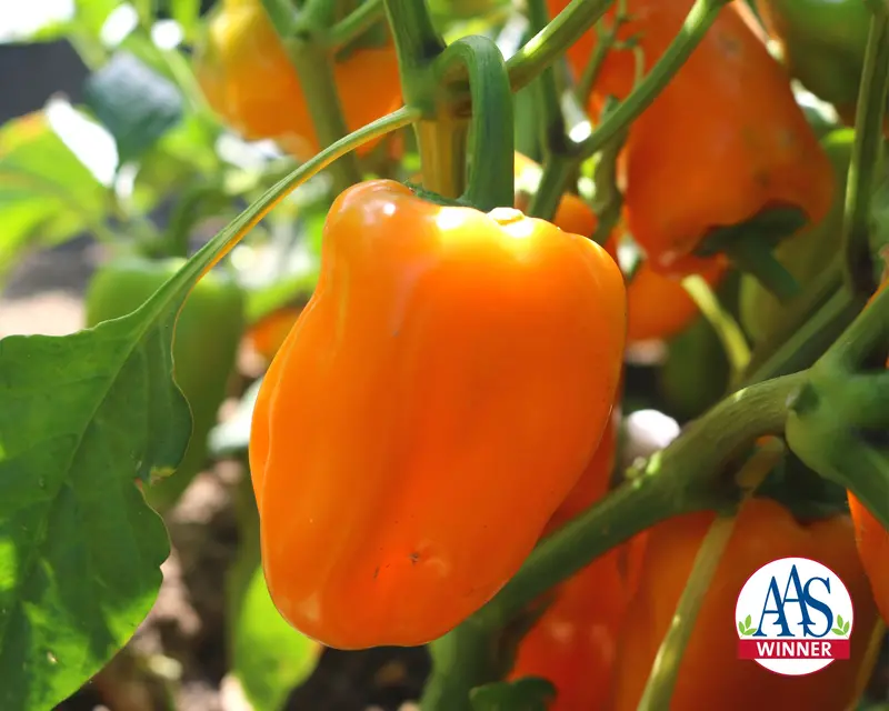 Just Sweet Snack Pepper Seeds – Bite-Sized, Sweet Mini-Pepper Hybrid 1