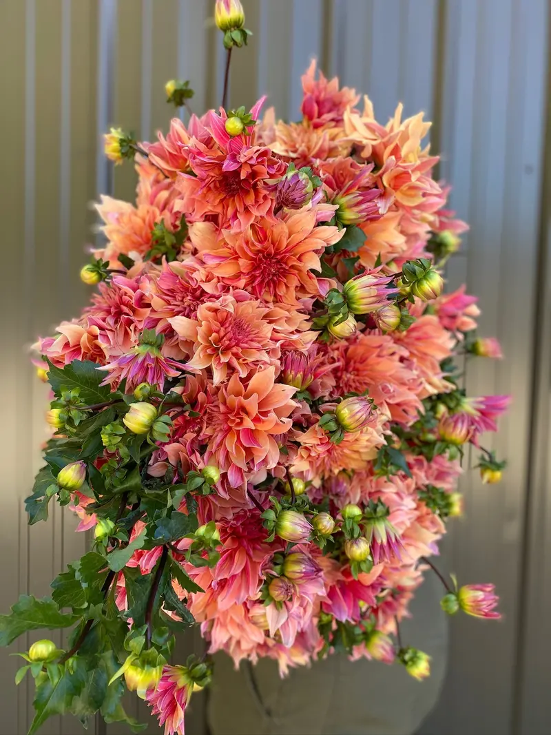 Labyrinth Dahlia Tubers – Intricate Quilled Petal Design 1