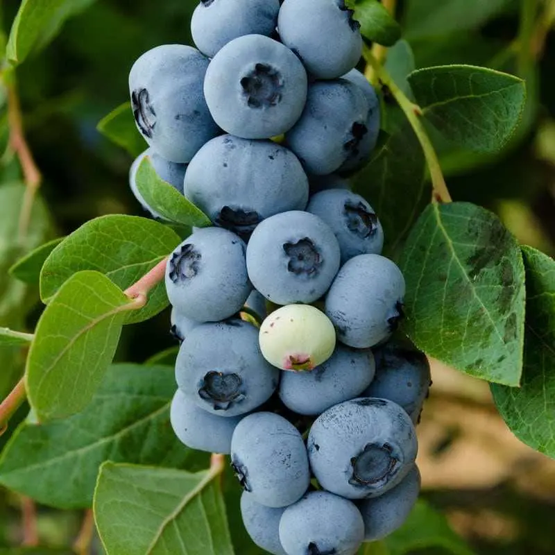 Legacy Blueberry Bush – Upright, High-Yield Southern Highbush Cultivar 1