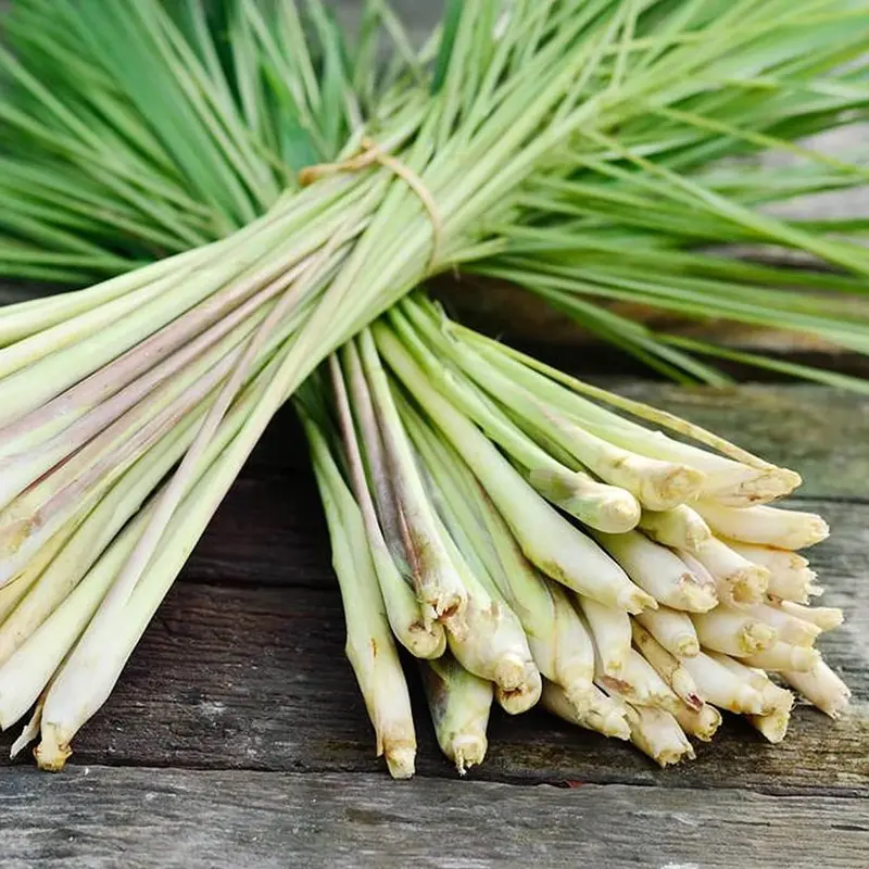 Lemongrass Plant – Citrus-Scented Culinary & Ornamental Grass 1