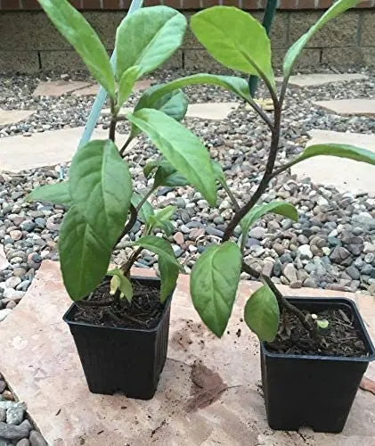 Longevity Spinach (Gynura Procumbens) 1