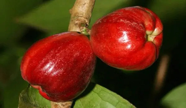 Malay Apple (Otaheite Apple) – Air-Layered Tropical Fruit Tree With Crisp, Juicy Fruit 1