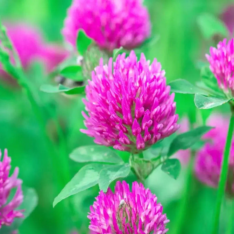 Medium Red Clover Seeds – Nitrogen-Fixing Cover Crop & Forage 1