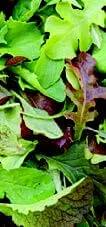 Mild Mesclun Mix Seeds – Tender, Balanced Blend Of Gourmet Salad Greens 1