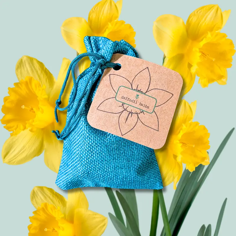 Miniature Daffodil Bulbs 1