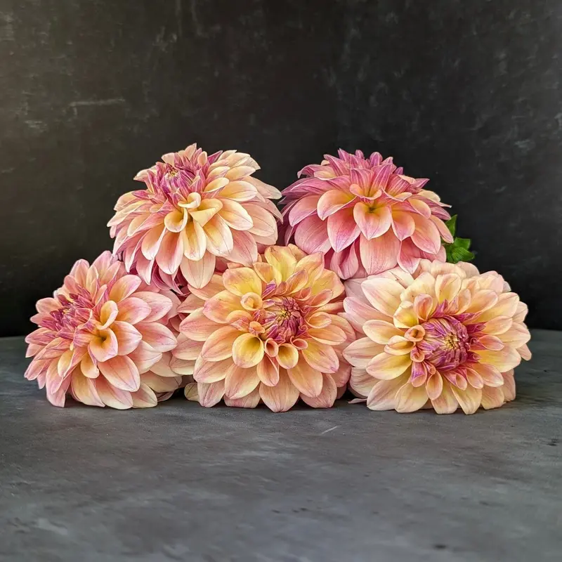 Miss Amara Dahlia Tubers – Soft Peach Double Flowers 1