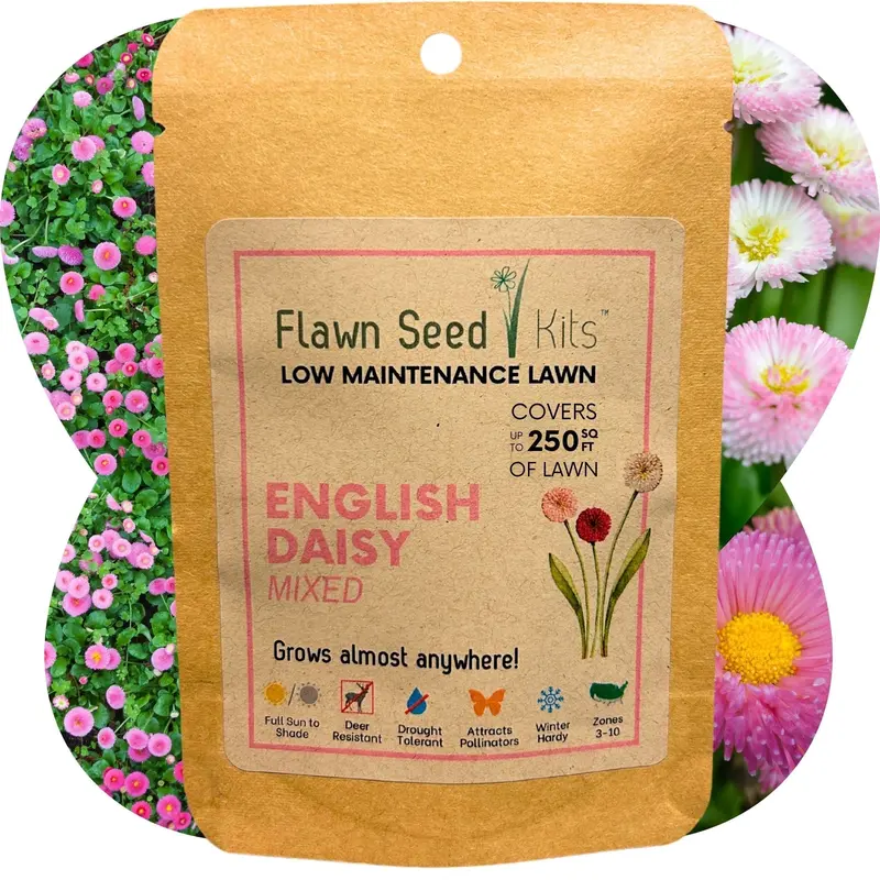 Mixed English Daisy Flower Seeds 1