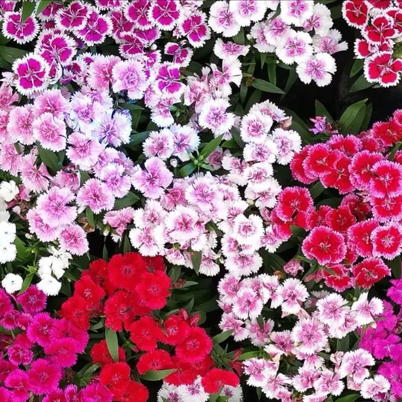 Mixed Pinks Dianthus Flower Seeds – Heirloom Perennial Variety 1