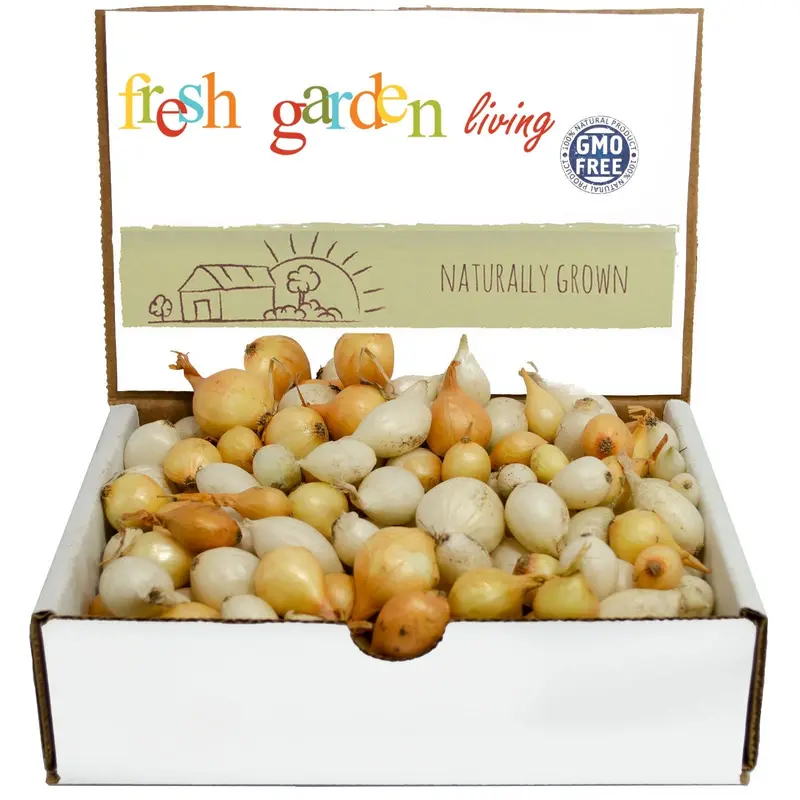 Mixed White & Yellow Onion Sets – 1 Lb Non-Gmo Bulbs 1