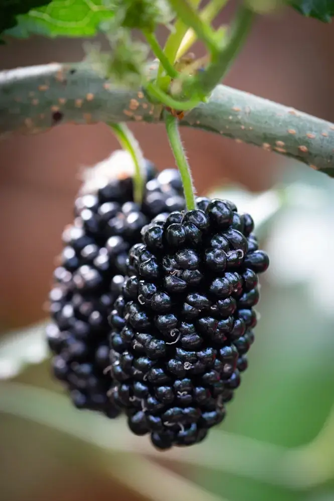 Mojo Berry Mulberry – Compact, Fruitful Dwarf Mulberry Tree 1