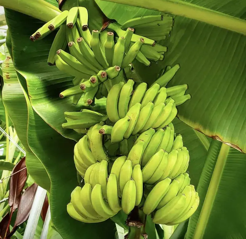 Mona Lisa Banana Plant – Rare Musa Fhia-02 Cultivar 1