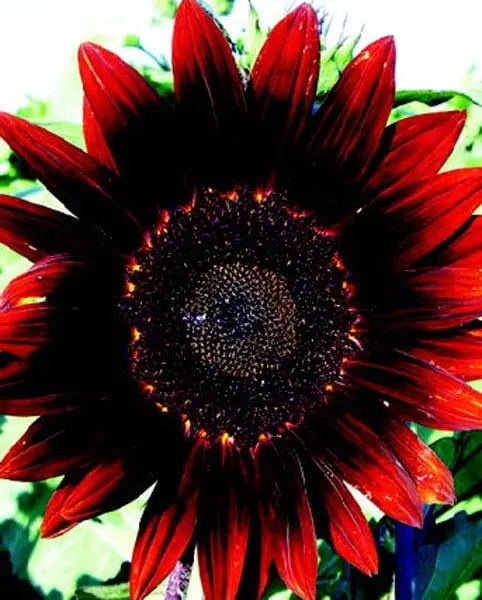 Moulin Rouge Sunflower Seeds – Large, Dark-Centered Hybrid Blooms 1