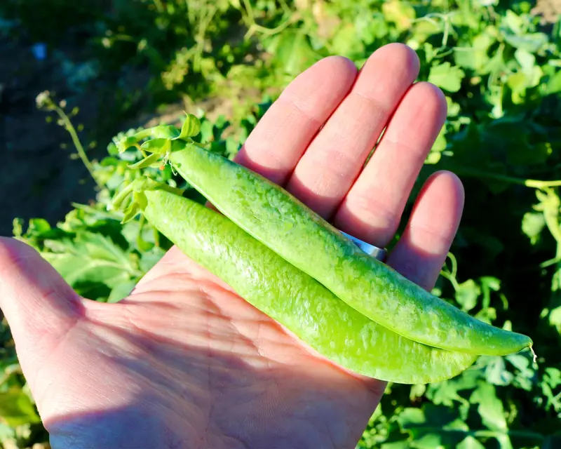 Mr. Big Garden Pea Seeds 1