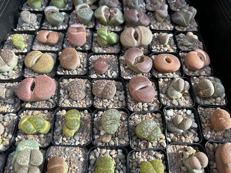 Mystery Lithops Succulent – Living Stone Plant In Premium Gritty Mix + Shipping 1
