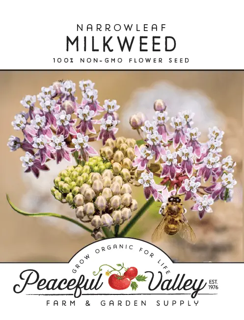 Narrowleaf Milkweed (Asclepias Angustifolia) Seeds 1