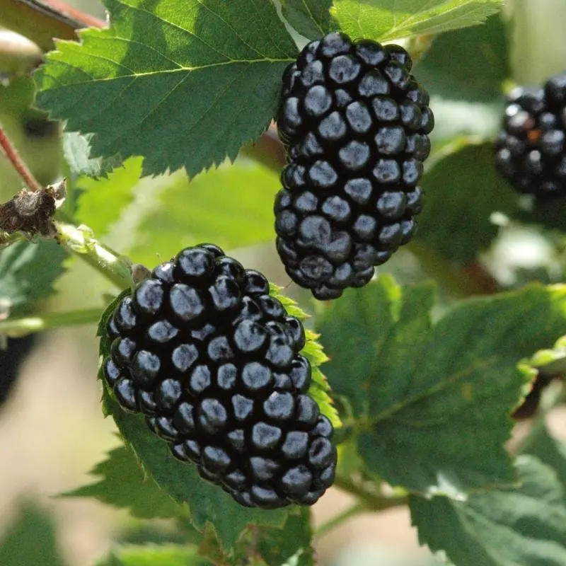 Natchez Blackberry – Thornless, Large-Fruited Erect Blackberry Plant 1