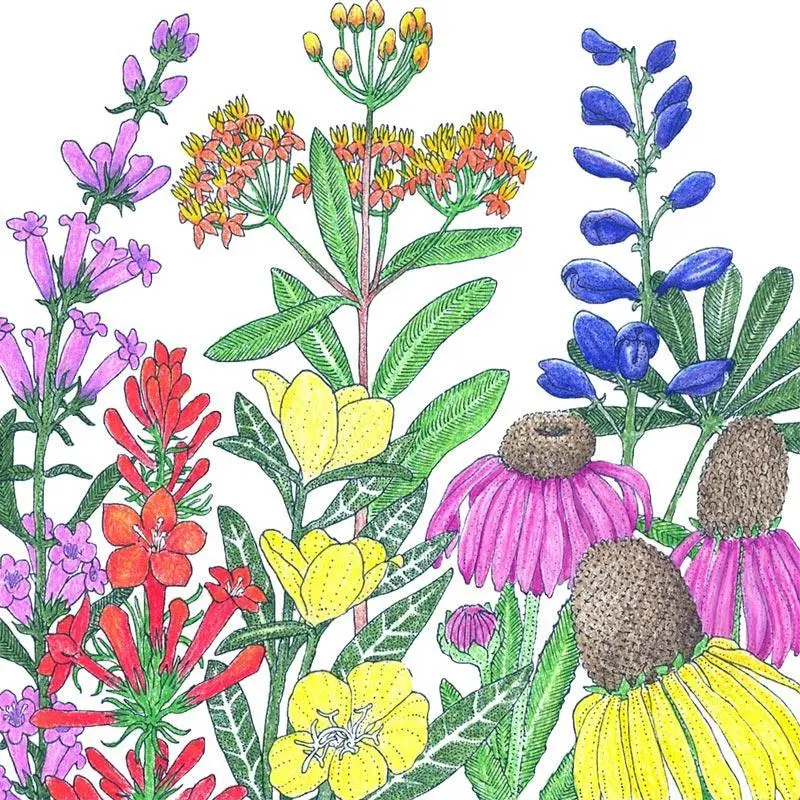 North American Native Perennial Wildflower Seed Mix (1 Lb) 1
