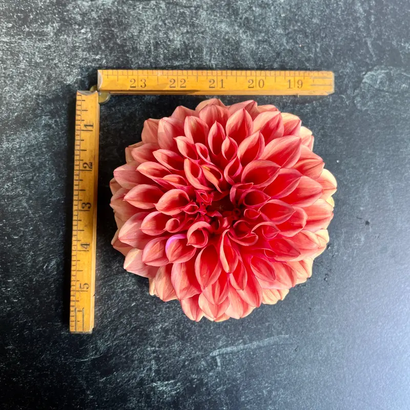 Orange Globe Dahlia – 3 Rooted Cuttings 1
