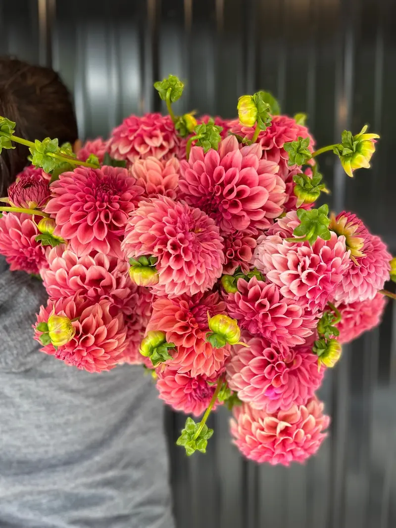 Orange Globe Dahlia Tubers For Garden Planting 1