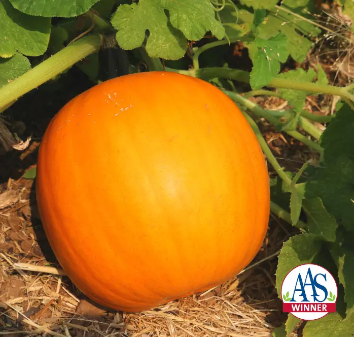 Orange Smoothie Pumpkin Seeds – Compact, Early-Maturing Hybrid For Small Spaces 1
