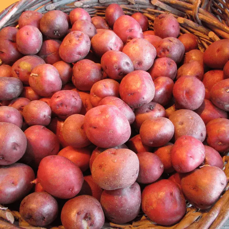Organic Norland Red Potato Seed – Certified Disease-Free (1 Lb) 1