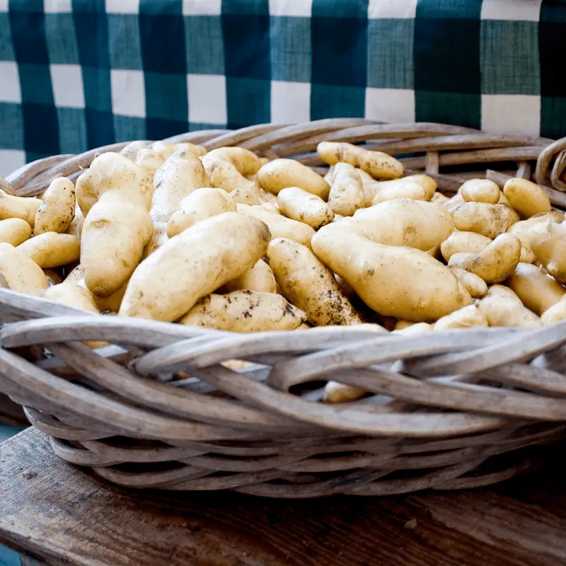 Organic Russian Banana Fingerling Seed Potatoes – 1 Lb 1