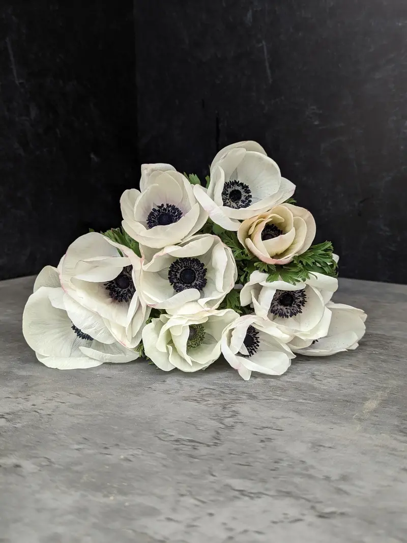 Panda Anemone Corms – Striking Black-And-White Bicolored Blooms 1