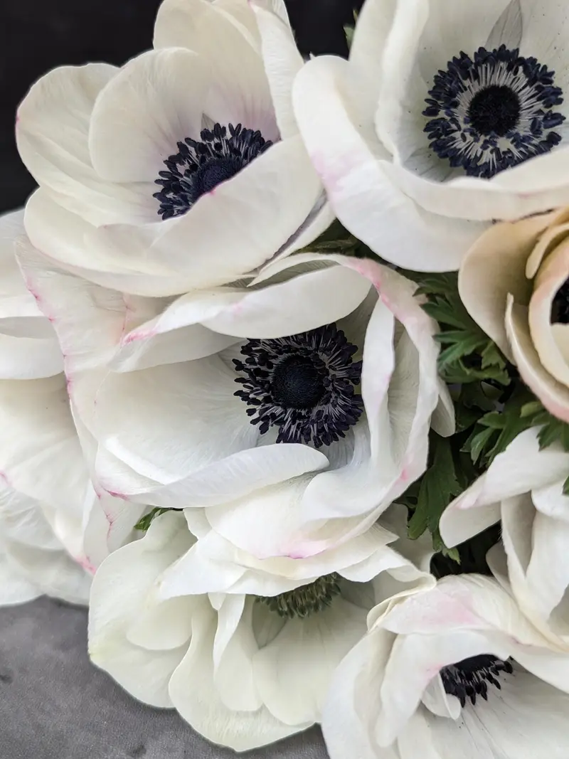 Panda Anemone Corms – Striking Black-And-White Bicolored Blooms 2