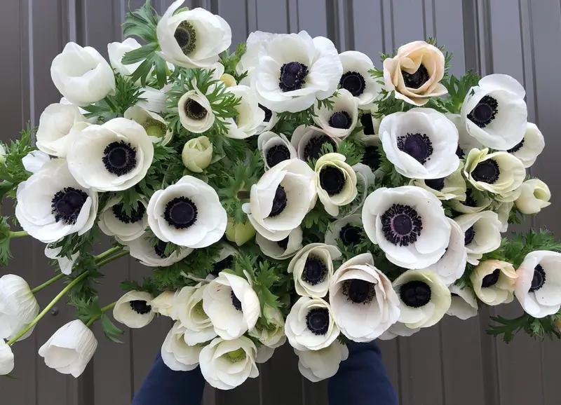 Panda Anemone Corms – Striking Black-And-White Bicolored Blooms 3