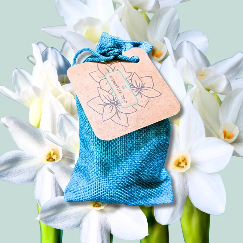 Paperwhite Narcissus Bulbs 1