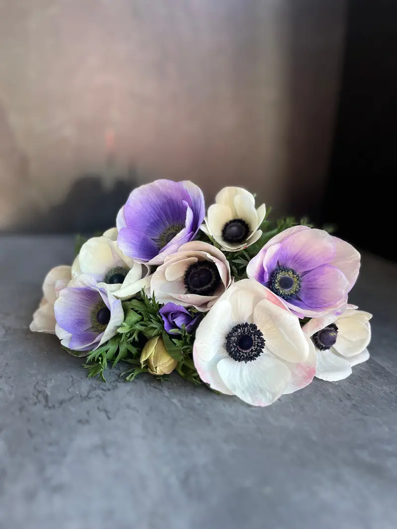 Pastel Anemone Corms – Blush Pink And Lavender Mix 1