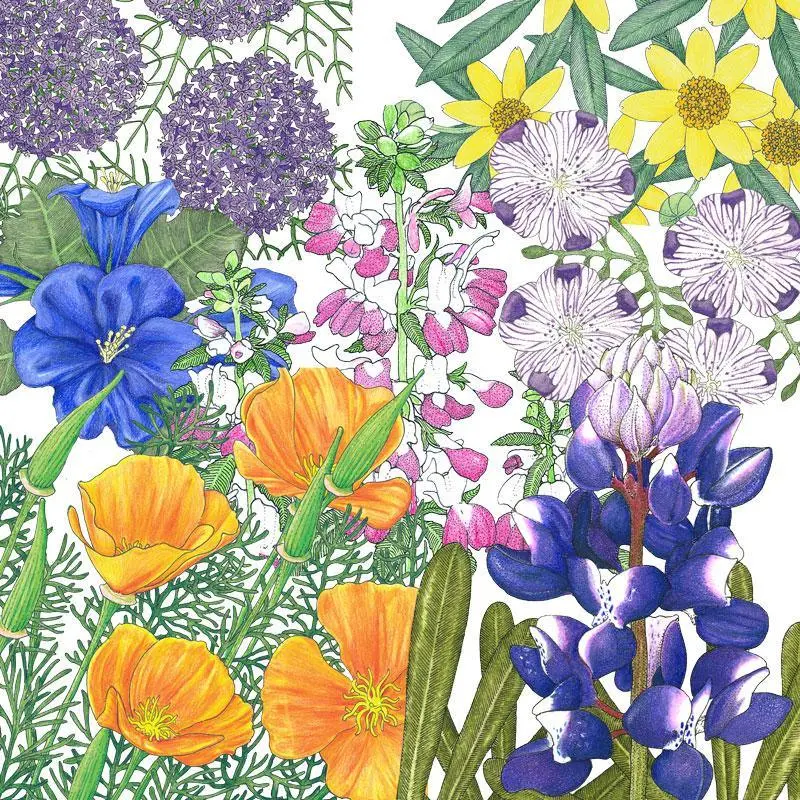 Peaceful Valley Native California Pollinator Seed Mix (1 Lb) 1