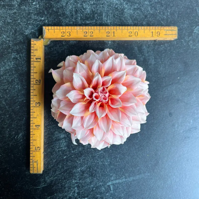 Peaches N Cream Dahlia – 3 Rooted Cuttings 1