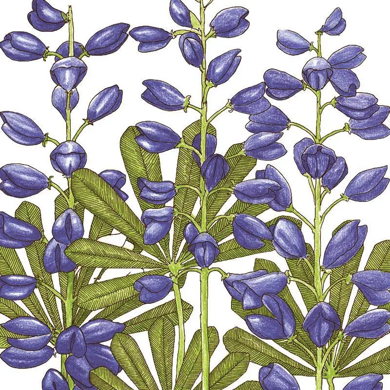 Perennial Lupine Seeds – Drought-Tolerant Native Wildflower (¼ Lb) 1