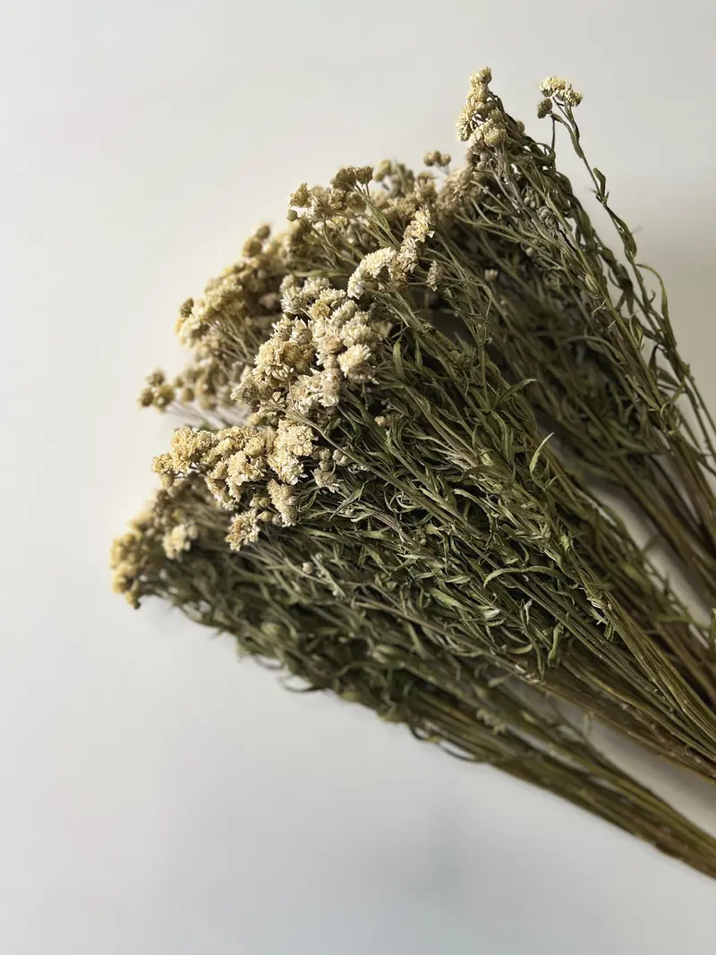 Peter Cottontail Yarrow Dried Flower Stems 1