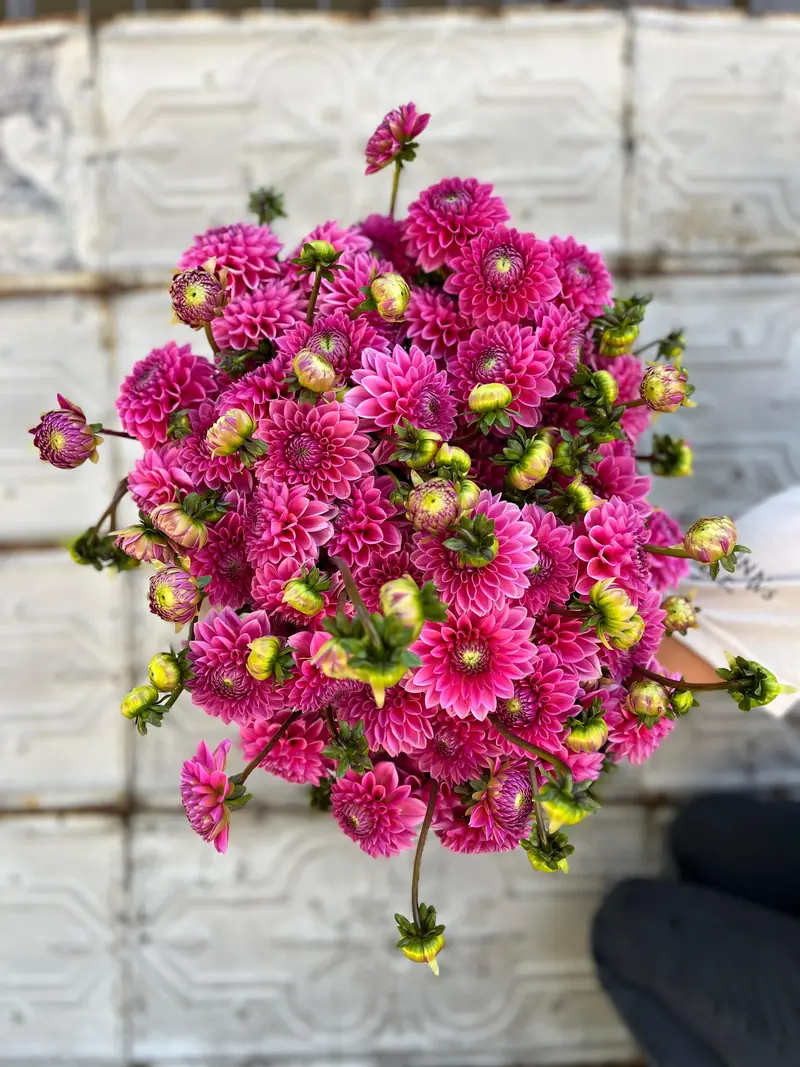 Peter Dahlia Bulbs – Garden Flower Tubers 1