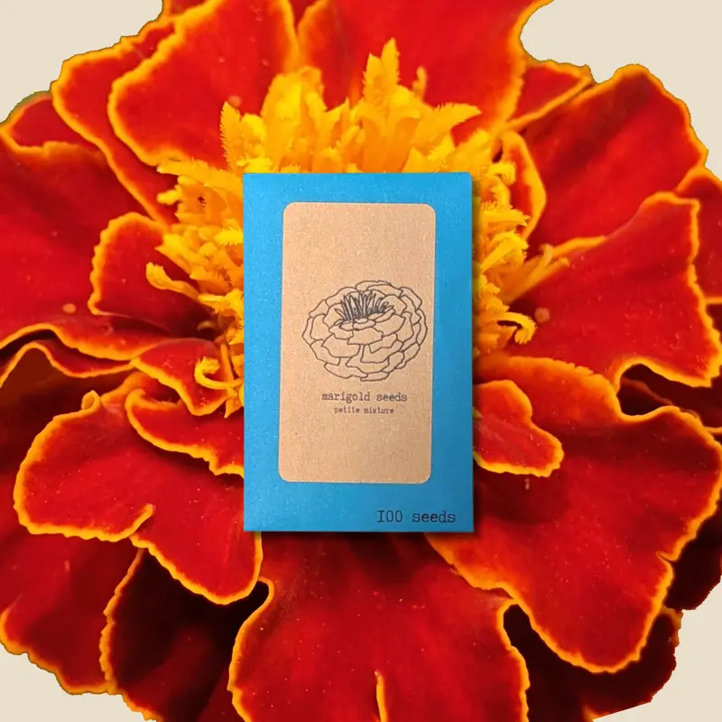 Petite Marigold Flower Seeds 1