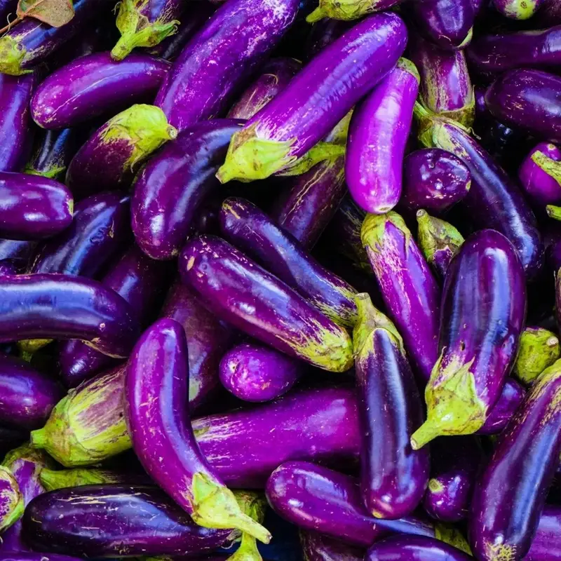 Pingtung Long Eggplant Seeds – Heat-Tolerant Asian Variety 1