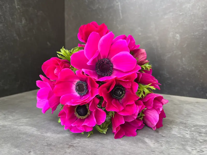Pink Anemone Corms – Early Spring Bulbs For Cutting Gardens 1