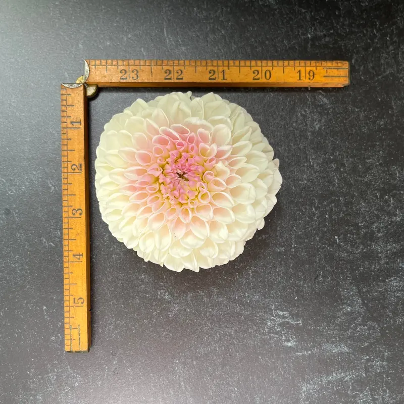 Pink Pearl Dahlia – 3 Rooted Cuttings 1