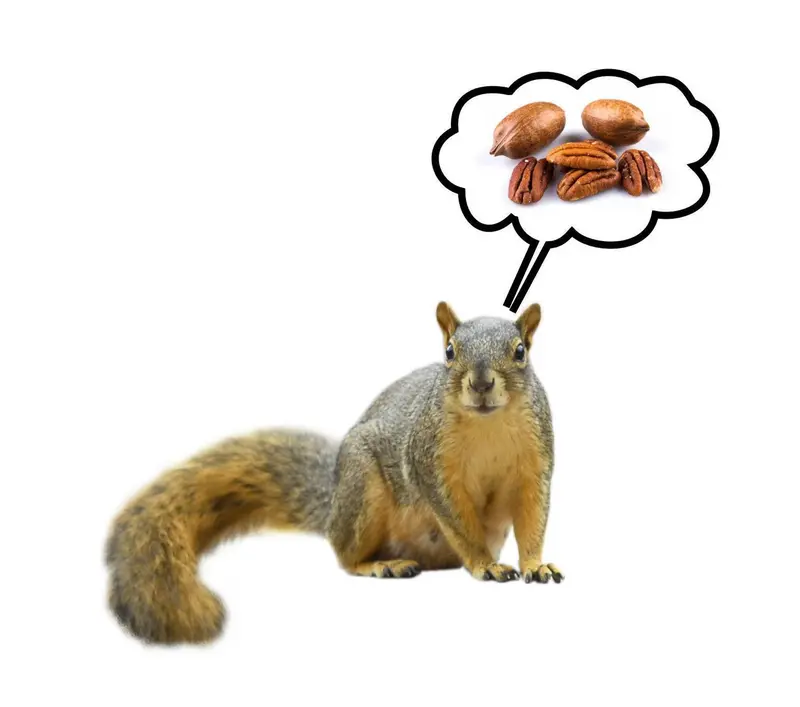 Premium Wild Squirrel Food Blend – Nutrient-Rich Mix 1