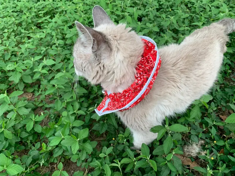 Prey Saver Breakaway Safety Collar For Outdoor Cats 1
