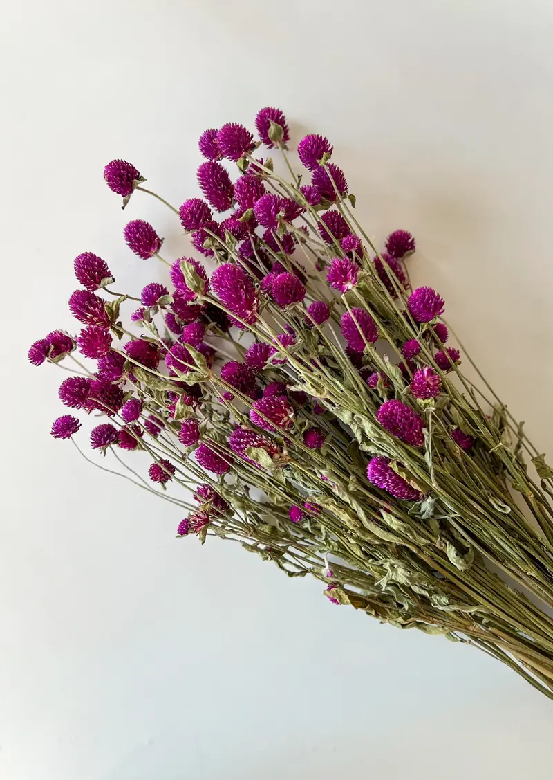 Purple Gomphrena Dried Flowers – Round Globe-Shaped Heads 1